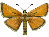 Essex Skipper (Thymelicus lineola) L0062