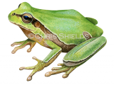 European Eastern Tree Frog (Hyla arborea) RA195