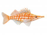Longnose Hawkfish F002