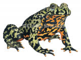 Fire-bellied Toad (Bombina bombina) RA196