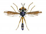 Fly (male) (Physocephala rufipes) IN001