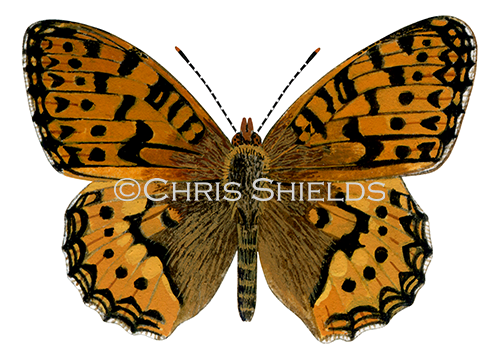 Dark Green Fritillary ( Argynnis aglaja) L0064