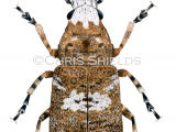 Fungus Weevil (Platystomos albinus) IN0027