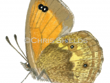 Gatekeeper (male) Pyronia tithonus IN003
