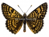Glanville Fritillary (Melitaea cinxia) L0066