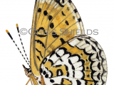 Glanville Fritillary (Melitaea cinxia) L0067