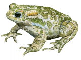 Green Toad (Bufotes viridis) RA197
