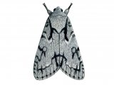 Grey Dagger (Acronicta psi) IN001