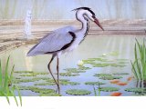 Grey Heron  (Ardea cinerea) BD0337
