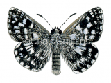 Grizzled Skipper (Pyrgus malvae) L0069