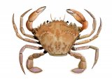 Harbour Crab (Liocarcinus depurator) OS001