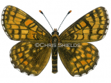 Heath Fritillary (Mellicta athalia) L0068
