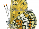 Heath Fritillary (Mellicta athalia) L0070