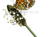 Heath Fritillary (Mellicta athalia) L0071