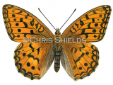 High Brown Fritillary (Fabriciana adippe) L0072