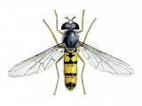 Hoverfly (Episyrphus balteatus) (female) IN001