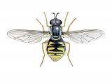 Hoverfly (male) (Chrysotoxum cautum) IN001