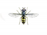 Hoverfly (male) (Eupeodes corollae) IN001