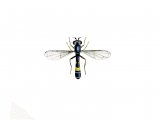 Hoverfly (male) (Neoascia podagrica) IN001