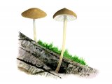Hydropus floccipes FU001