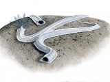 Keel Worm, (Spirobranchus sp.) OS002