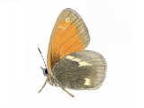 Large Heath (Coenonympha tullia scotica) IN003.