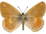 Large Heath (male) Coenonympha tullia  scotica L0106