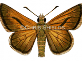 Large Skipper (Ochlodes venatus) L0107