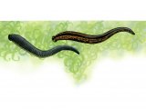 Leeches (Medical) Hirudo medicinalis & (Horse) Harmopis sanguisuga OS003