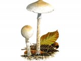 Lepiota subalba FU006