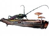 Musk Beetle (Aromia moschata) IN001, 