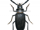 Longhorn Beetle (Prionus coriarius) IN0030