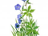 Geranium pratense (Meadow Cranes-bill) BT0222