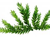 Moss (Cinclidotus) BT0256