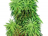 Moss (Sphagnum auriculatum) BT0260