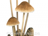 Mycena inclinata FU0409
