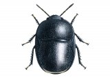 Negro Bug (Thyreocoris scarabaeoides) IN001