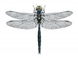 Northern Emerald Dragonfly (Somatochlora arctica) IN001