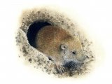 Pocket Gopher (Thomomys sp.) M001