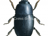 Pollen Beetle (meligethes aeneus) IN001