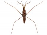 Pond Skater (Gerris) IN002