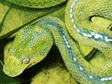 Boa (Green Tree) Corallus caninus RA001