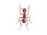 Ant (red) Myrmica rubra IN003