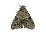 Red Underwing (Catocala nupta) IN002