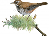 Redwing (Turdus iliacus) BD0630