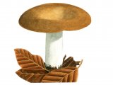 Russula curtipes FU001