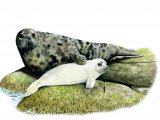 Seal (Grey) Halichoerus grypus M003