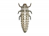 Sixteen-spot Ladybird Larvae (Tytthaspis 16-punctata) IN002