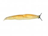 Slug (Slender or Tender) Malacolimax tenellus OS001