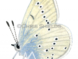 Small Blue male (Cupido minimus) L0030